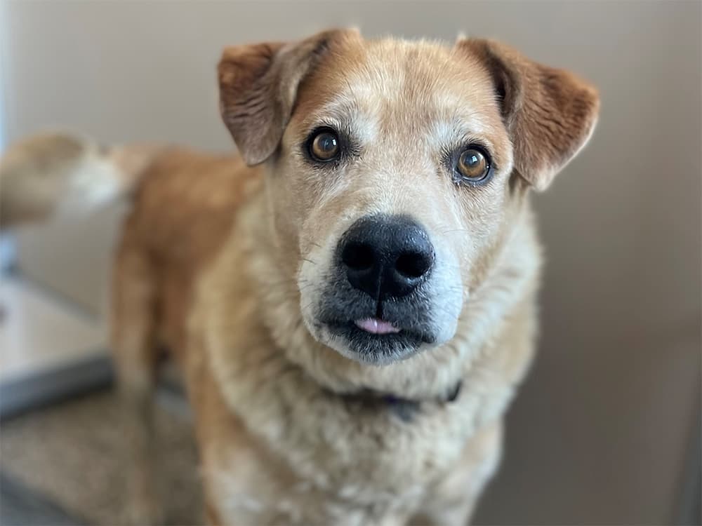 Goldador (lab x golden retriever mix)