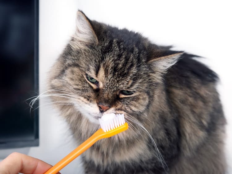 How to Brush Your Cat’s Teeth