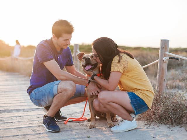 How to Help the Rescue Pets Who Seem to Be Stuck at Shelters Forever