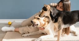 How to Introduce Your Foster Dog to Your Current Pets