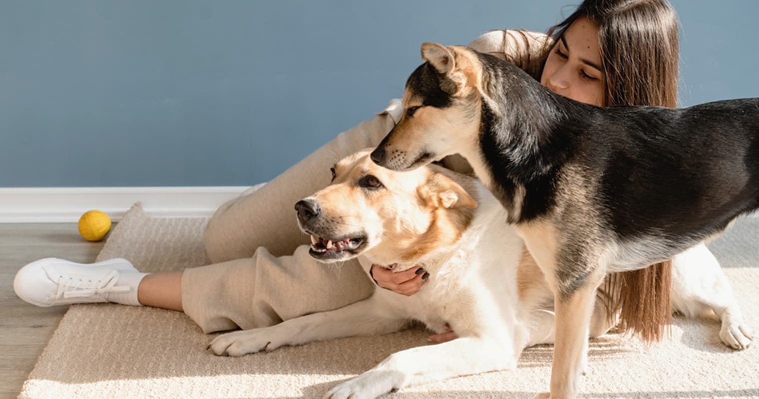 How to Introduce Your Foster Dog to Your Current Pets