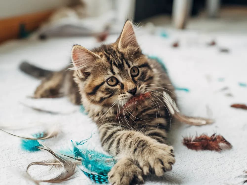 kitten playing with brown and blue feather toy