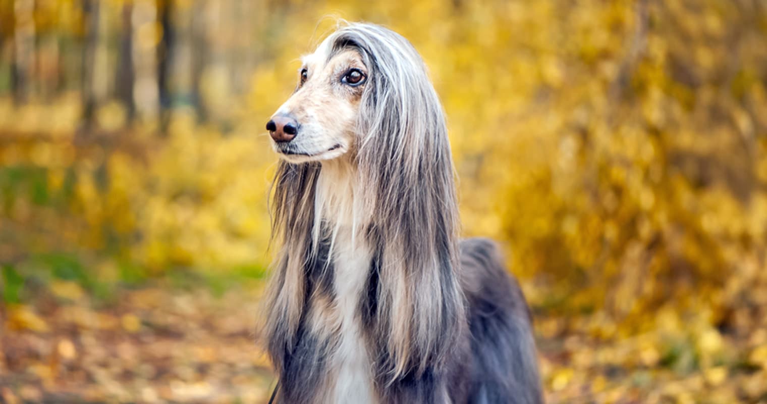 The 12 Most Expensive Dog Breeds (And Why You Should Adopt vs. Buy)