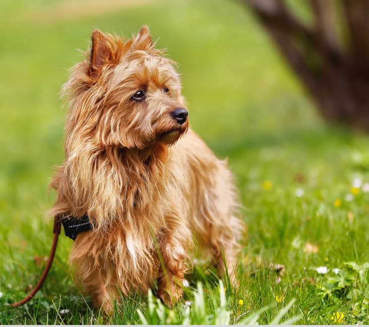 A purebred Australian Shepherd dog standing in the grass.