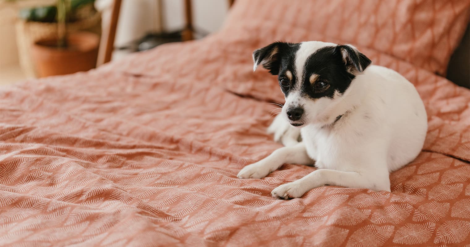 How Do You Calm A Stressed Dog?