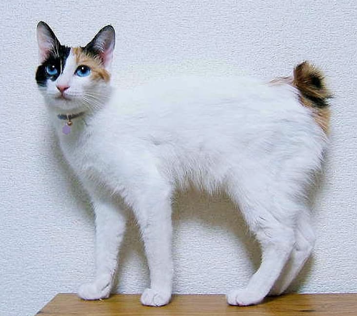 A Japanese Bobtail cat standing next to a wall inside.