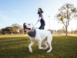 “How Do I Get My Dog to Stop Pulling on the Leash?”