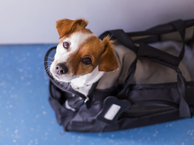 6 Expert Tips to Make Flying With Your Dog as Smooth as Possible