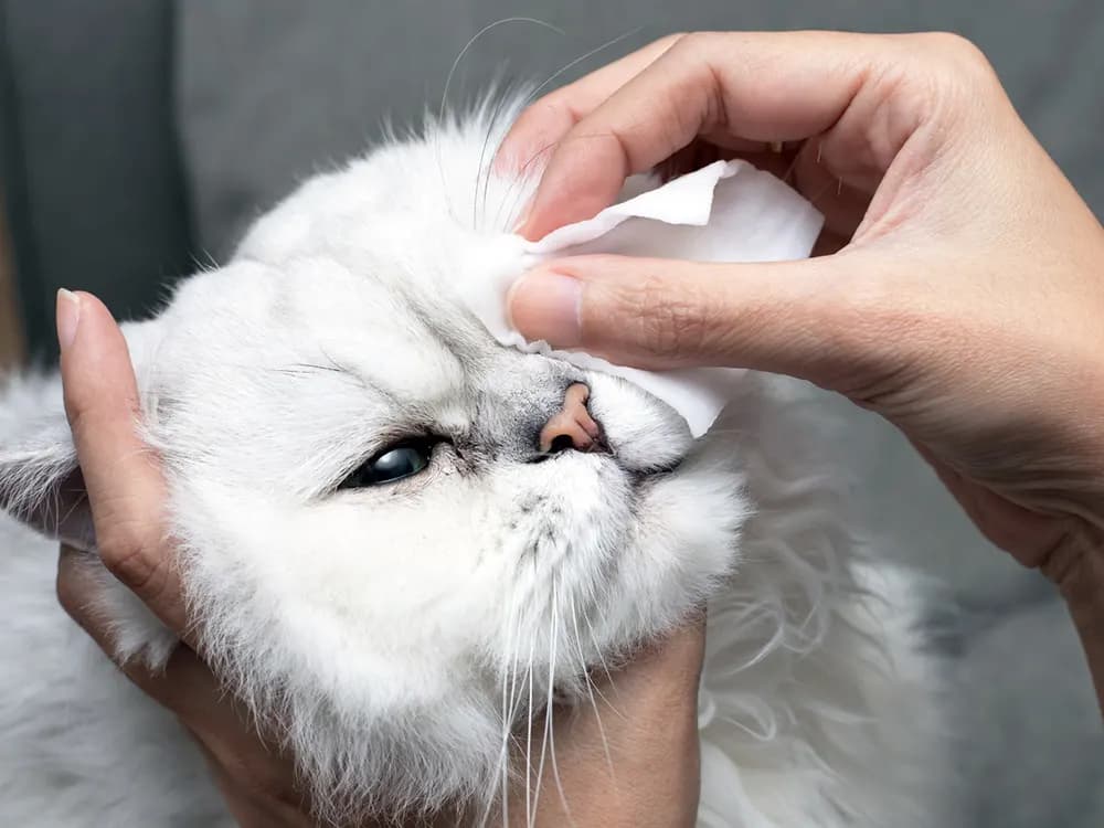cat getting their eye wiped due to infection