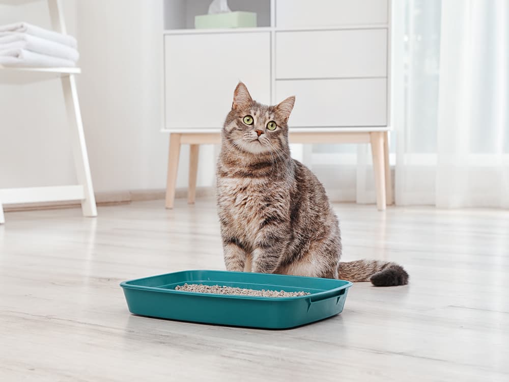 Your Cat Can’t Poop—What Now?
