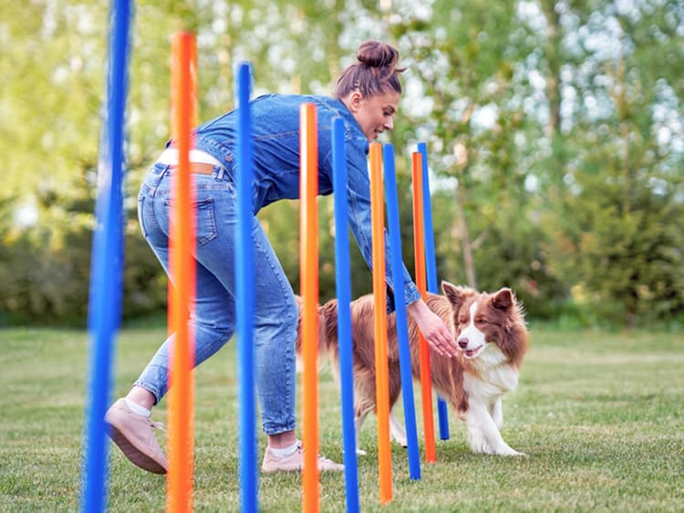 How to Agility Train Your Dog