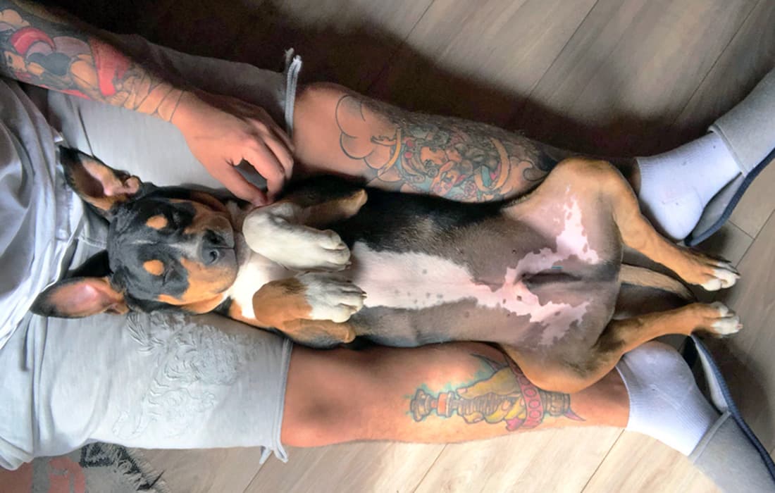 dog lying on back with neuter spay tattoo in blue ink