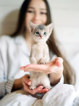 5 Development Stages You Should Know When You Get a Kitten