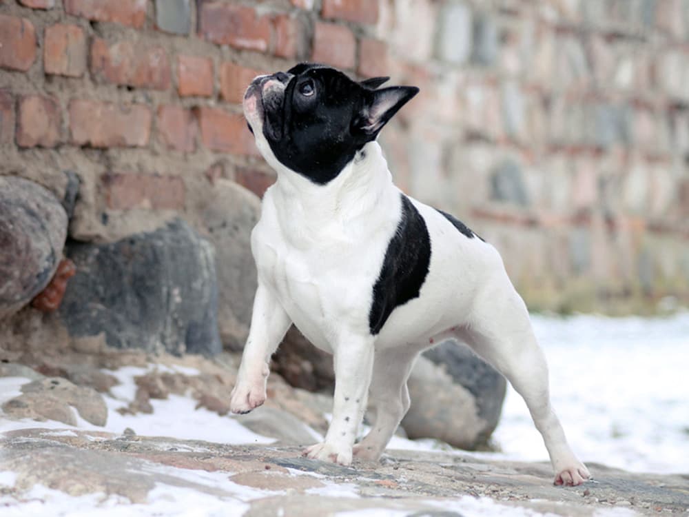 black and white french bulldog look up