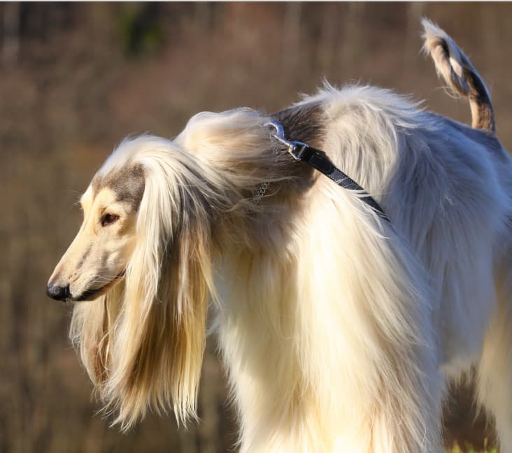 A purebred Afghan Hound dog on a leash outside.