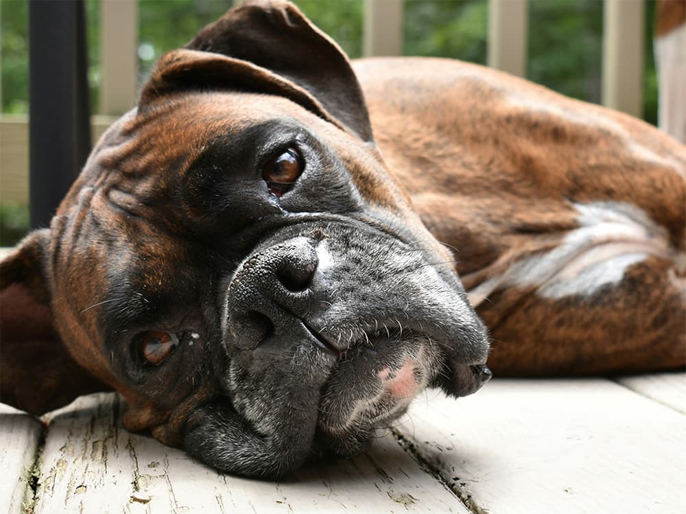 boxer dog lying on deck
