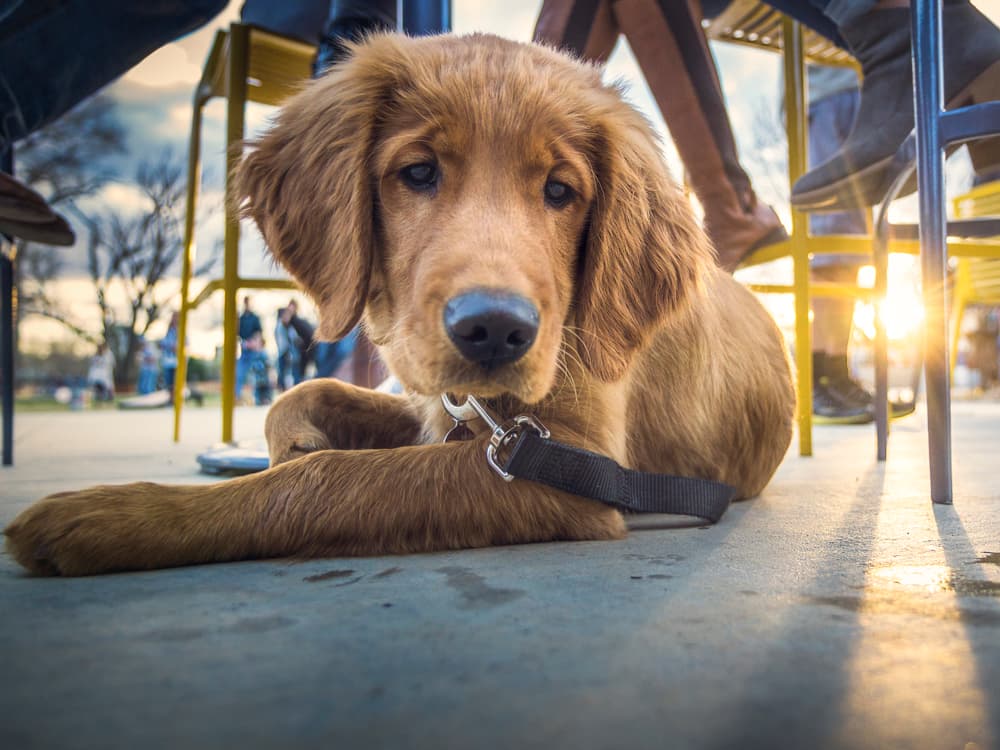 Dog-Friendly Travel: Boston