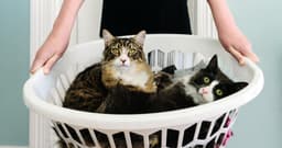 Things I Wish I Knew Before Getting a Second Cat