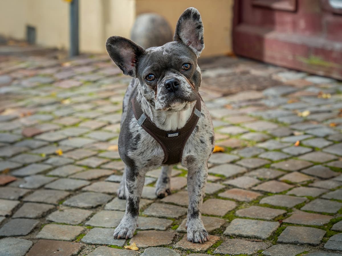 merle French Bulldog on cobblestone road