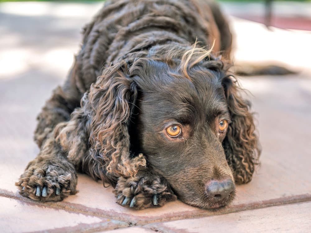 labrador like dog - the american water spaniel, resting on some tile outside