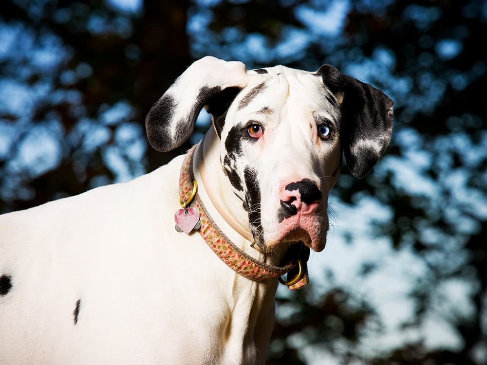 Here’s How You Can Prevent Dangerous Bloat in Your Dog