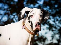 Here’s How You Can Prevent Dangerous Bloat in Your Dog