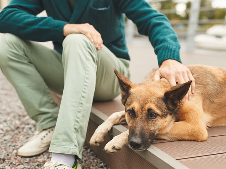 Gut Feelings: Dogs Get Constipated Too