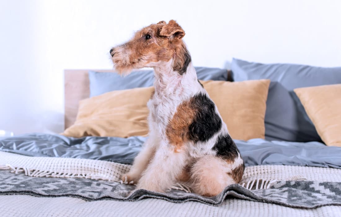 breed-color-wirehaired-fox-terrier-tri-color.jpg