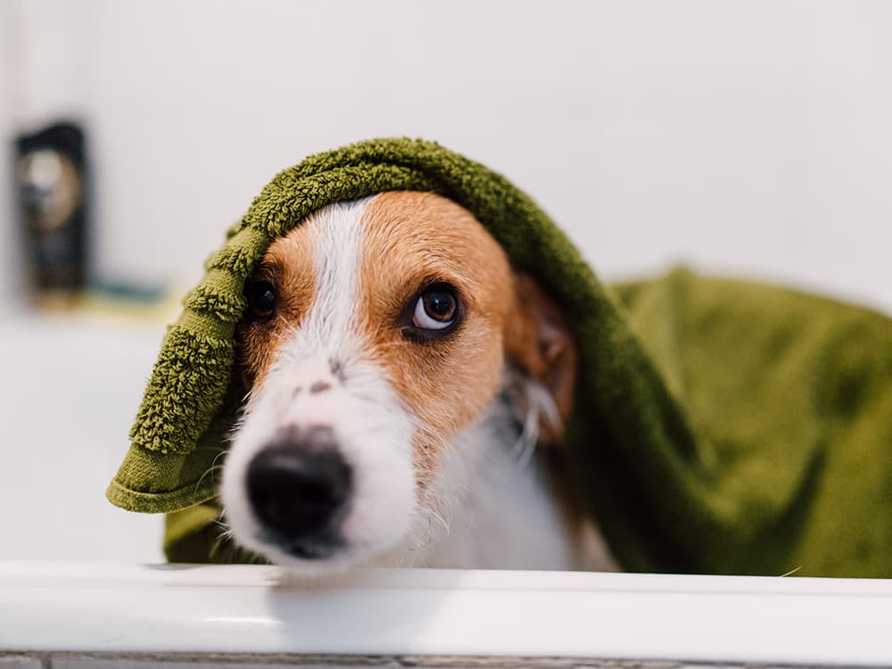 How to Express Dog Anal Glands Safely and Effectively at Home