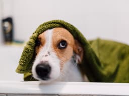 How to Express Dog Anal Glands Safely and Effectively at Home