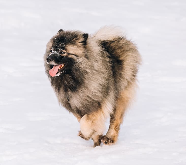 A purebred Keeshond dog walking in the snow.