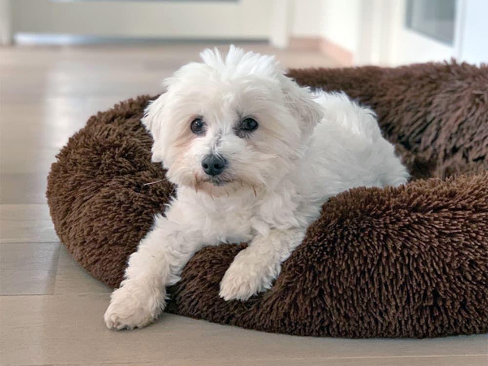 coton de tulear
