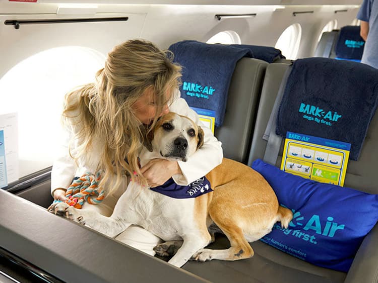 BARK Air Is a New Dog-Friendly Airline—But the Prices Are Sky High
