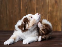 Your Itchy Dog Deserves Relief—Here’s What to Do
