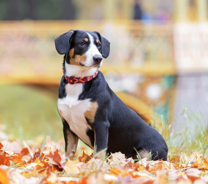 A purebred Entlebucher dog sitting in some leaves.