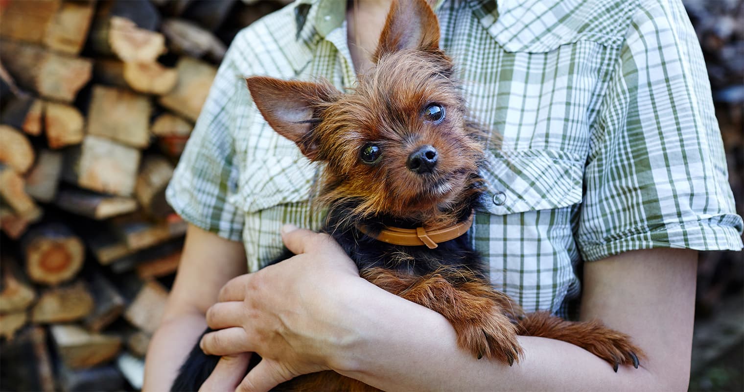 What does it mean to rehome a Yorkie?