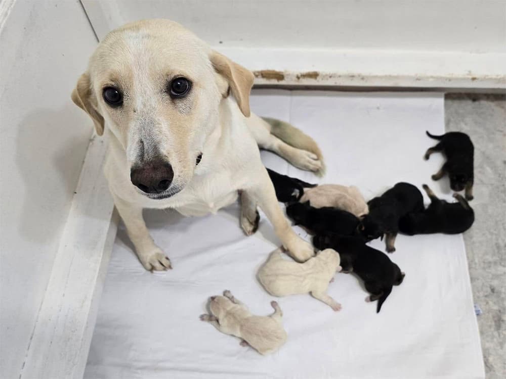 puppy mill labrador with puppies