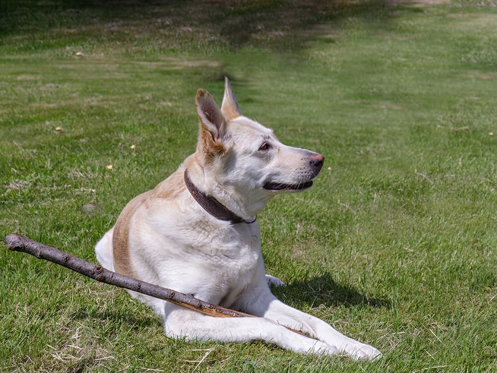 shepsky dog