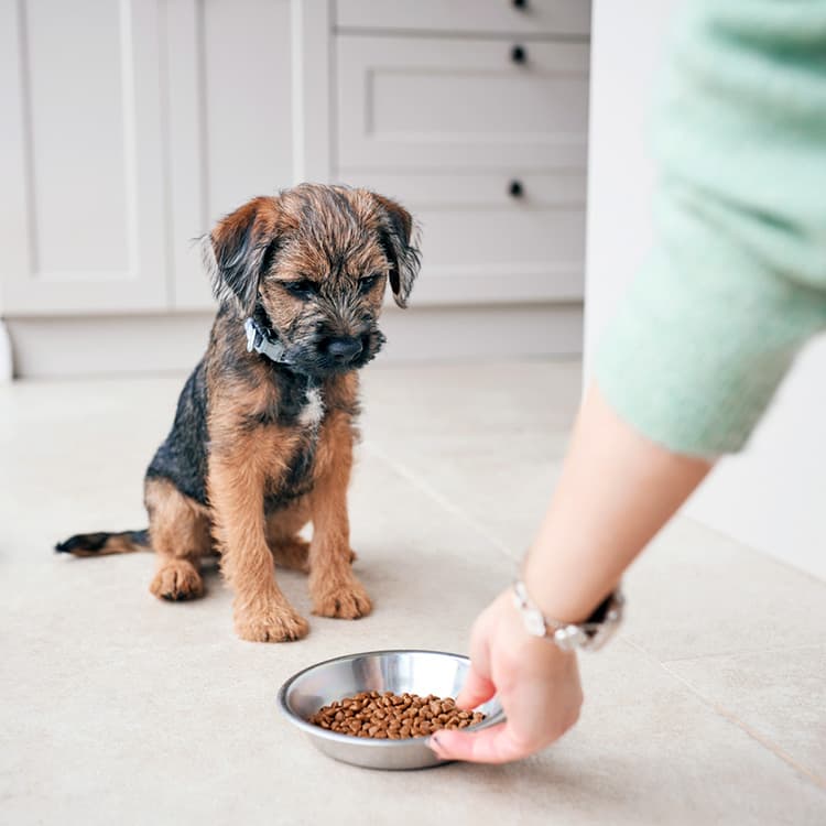 The Ultimate Guide to Your New Dog’s Nutrition