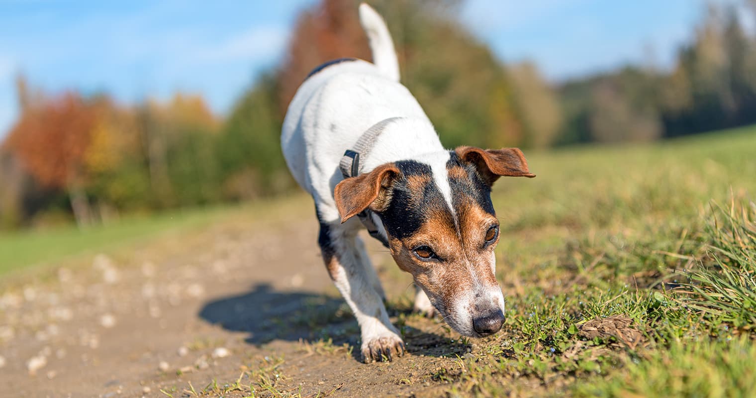 Common Behaviors in Hunting-Breed Dogs: What Pet Parents Should Expect