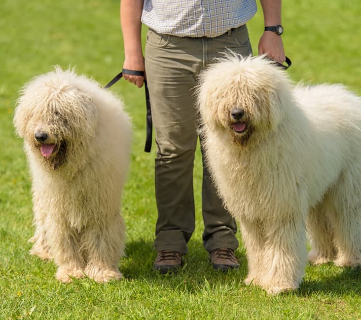 Two purebred Komondor dogs on leash standing in the grass.
