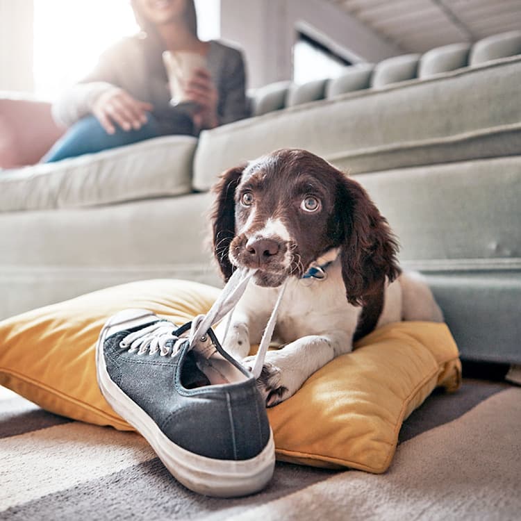 Do Dogs *Ever* Grow Out of Chewing Things?