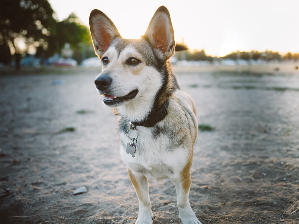 husky corgi dog