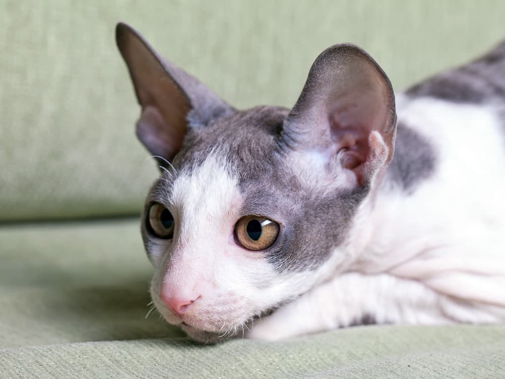 cornish rex