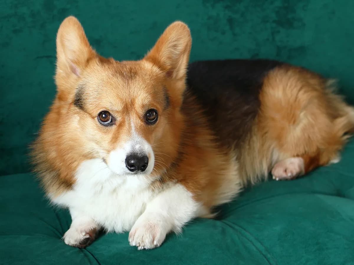 corgi dog on green sofa