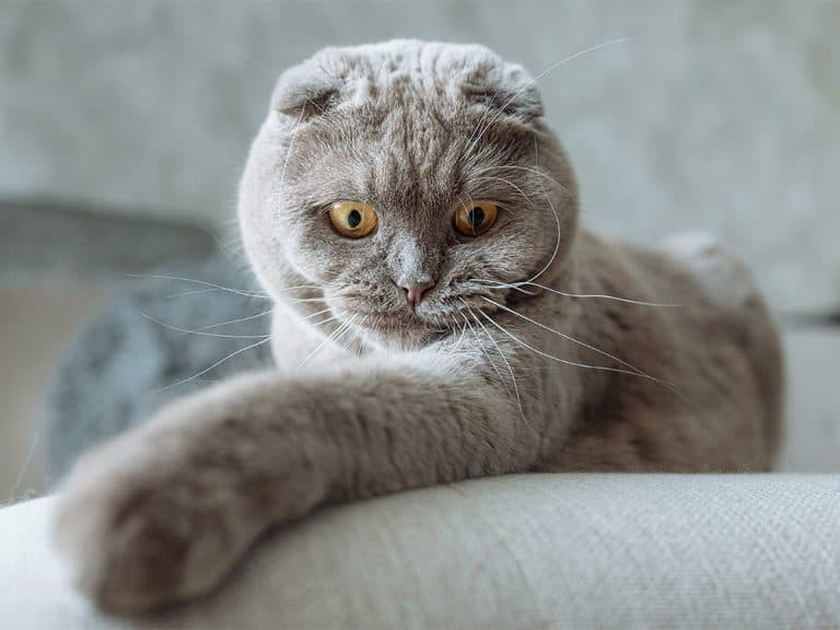 scottish fold