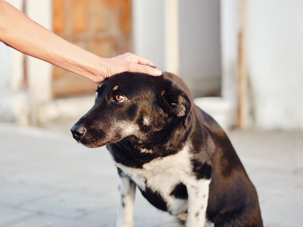 Uh, Why Doesn’t My Dog Like Getting Pet?