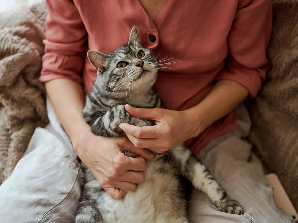 American shorthair cat