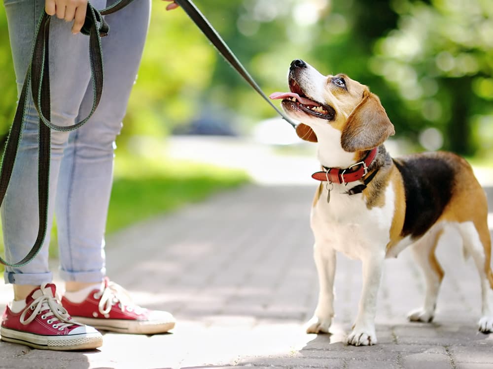 I’m a Vet, and I Would Never Let My Dog Walk Like This