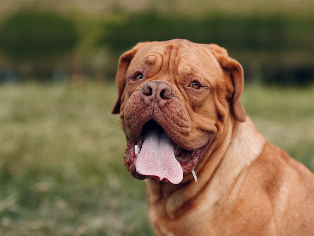 french dog with flat face